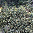 Ilex aquifolium 'Argentea Marginata': Bild 3/7