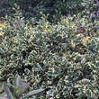 Ilex aquifolium 'Argentea Marginata': Bild 3/7