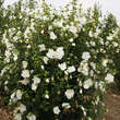Hibiscus syriacus 'White Chiffon': Bild 3/3