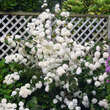 Viburnum plicatum: Bild 3/4