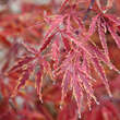 Acer palmatum 'Orangeola'     H 80+: Bild 3/6