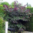 Cercis canadensis 'Forest Pansy': Bild 7/7
