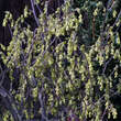 Corylopsis spicata: Bild 4/4