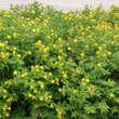 Hypericum inodorum 'Elstead': Bild 7/8
