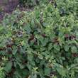 Lonicera xylosteoi.'Clavey's Dwarf': Bild 2/2