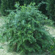 Berberis gagnepainii lanceifolia: Bild 4/4