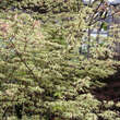 Acer palmatum 'Ukigumo': Bild 3/4