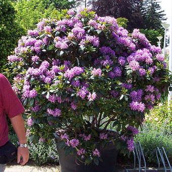 thuja mediterran Blue Cone Arborvitae Thuja Orientalis Cypress main image 0
