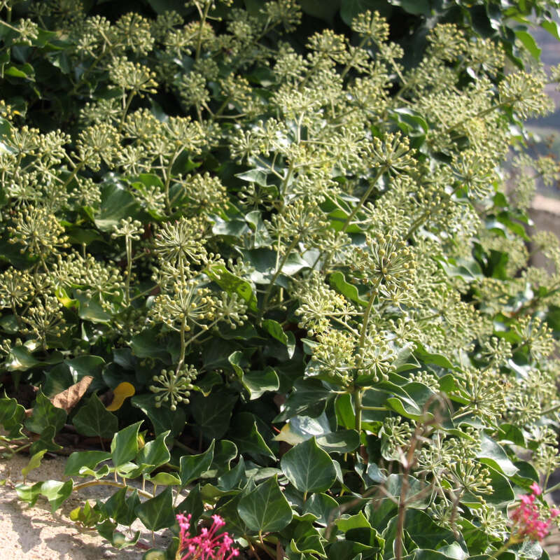 Strauchefeu - Hedera helix 'Arborescens' - gelb