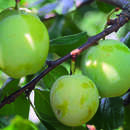 Prunus dom. 'Quillins Ringlotte' - Ringlotte