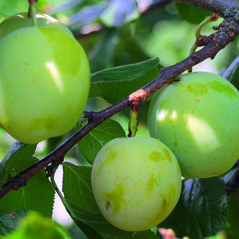Prunus domestica 'Quillins Ringlotte'