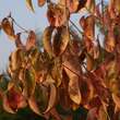 Viburnum lentago: Bild 6/9