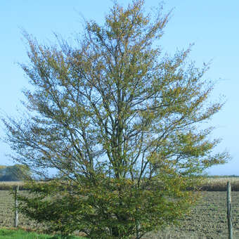 Fiederblatt-Buche - Fagus sylvatica 'Laciniata' - grn