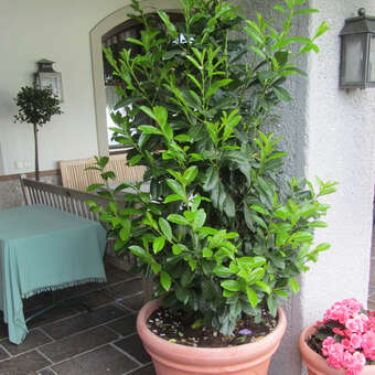 Kirschlorbeer - Prunus laurocerasus 'Caucasica' - wei