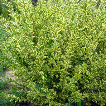 lonicera lemon beauty Lonicera nitida 'Lemon Beauty' main image 0