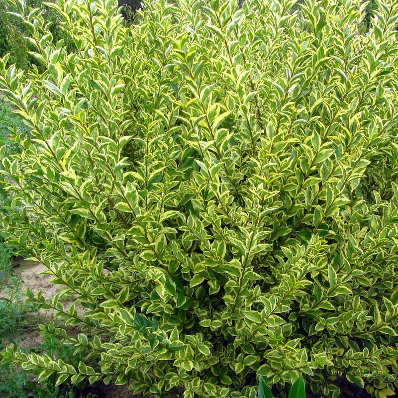 philodendron gloriosum white veins Philodendron gloriosum Aroid Plant Medium / 1 Plant / No main image 1