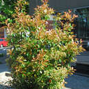 Photinia fraseri 'Red Robin' - Glanzmispel