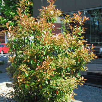 Photinia fraseri 'Red Robin'