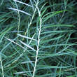 Salix rosmarinifolia: Bild 2/5