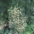 Sophora japonica 'Pendula': Bild 4/7