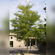 Gleditsia triacanthos 'Skyline': Bild 6/9
