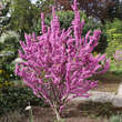Cercis chinensis 'Avondale': Bild 7/8