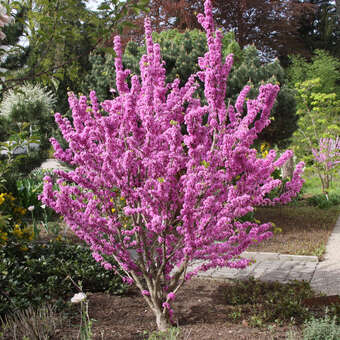 Chinesischer Judasbaum - Cercis chinensis 'Avondale' - rosa