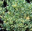 Buxus semp. 'Argenteovariegata' - Weißbunter Buchs