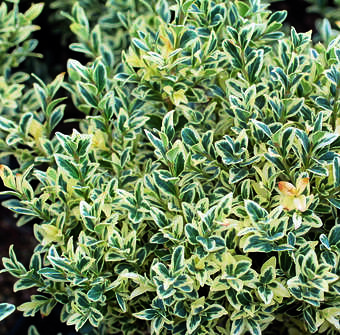 Buxus semp. 'Argenteovariegata'