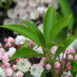 Kalmia latifolia: Bild 3/3