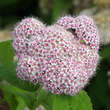 Spiraea fritschiana: Bild 2/3
