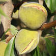 Prunus amygd. 'Robijn': Bild 5/6