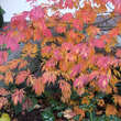 Acer japonicum 'Aconitifolium': Bild 7/7