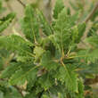 Quercus kewensis: Bild 4/6