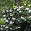 Hydrangea quercifolia 'Snow Queen': Bild 7/7