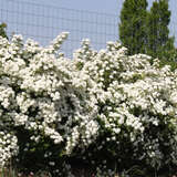 Spiraea vanhouttei - Pracht-Spierstrauch