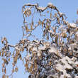 Corylus avellana 'Contorta': Bild 7/7