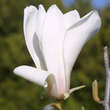 Magnolia cylindrica: Bild 3/6
