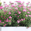 Spiraea japonica 'Zigeunerblut': Bild 3/3