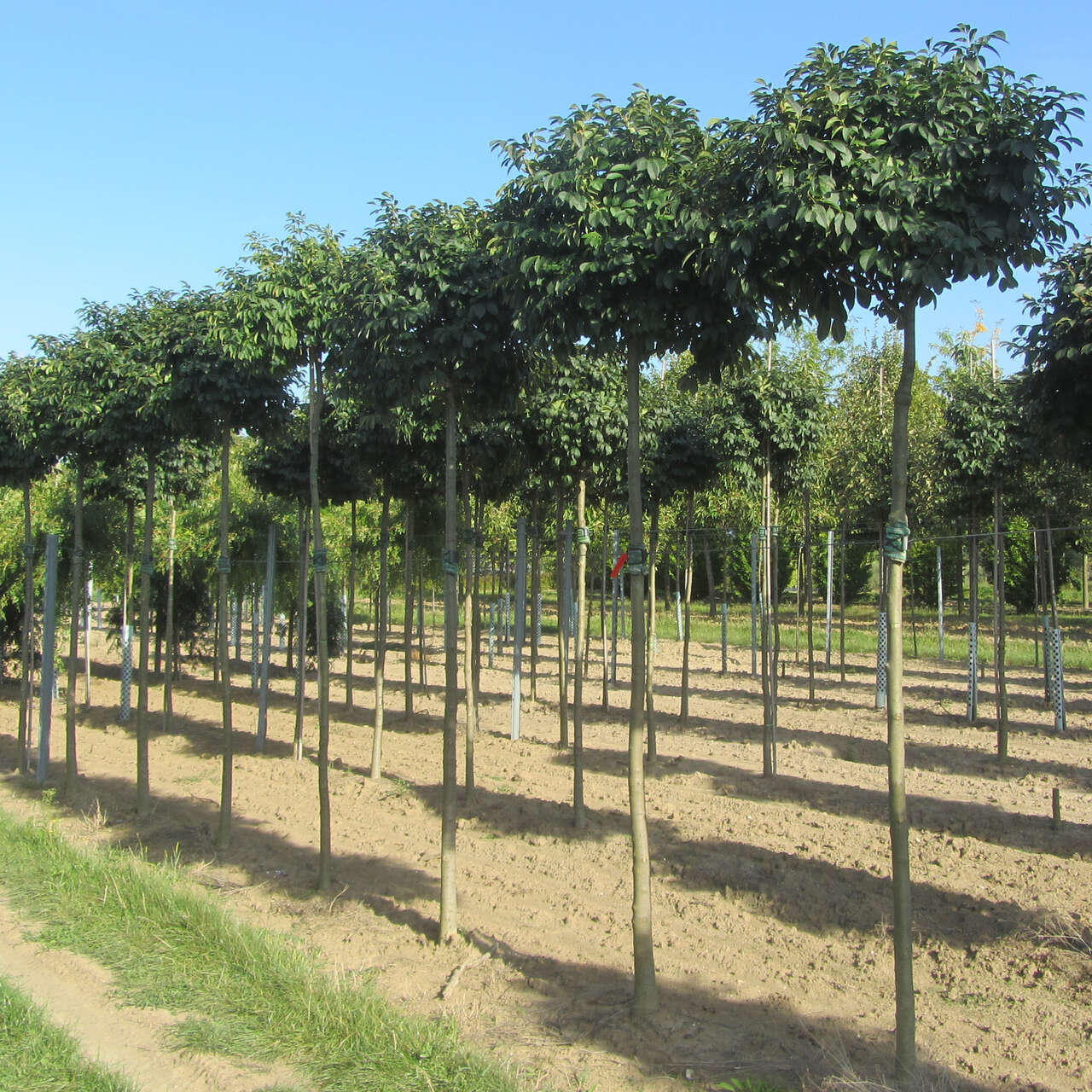 Kugel-Blumenesche - Fraxinus ornus 'Meczek' - weiß
