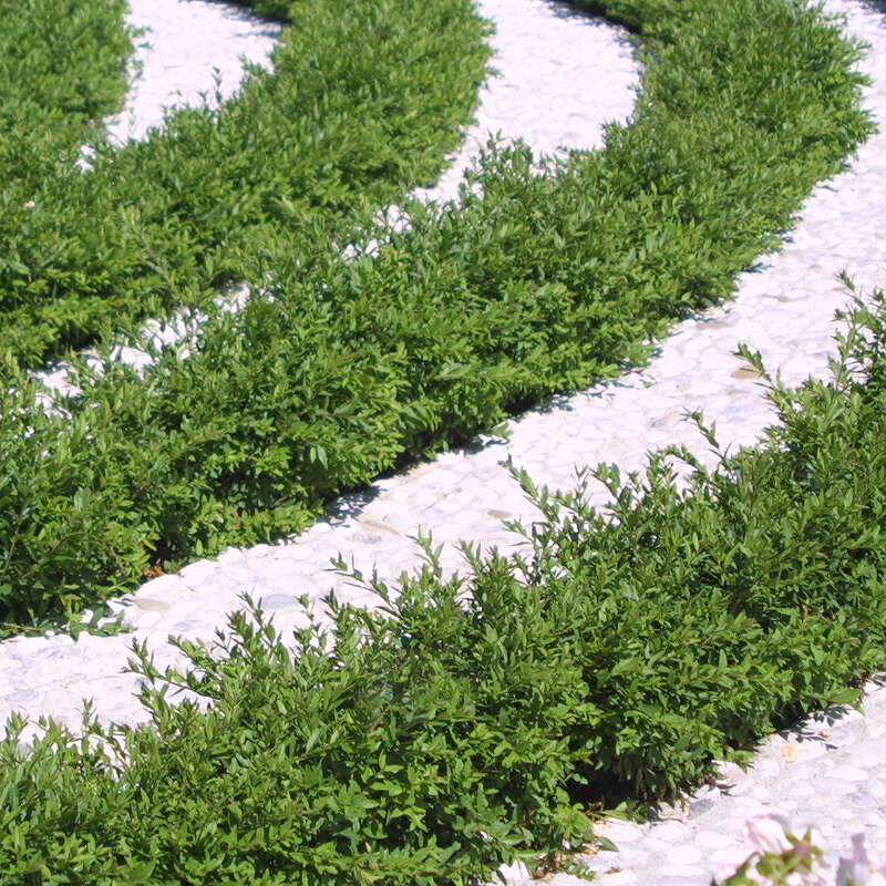 Zwerg-Liguster - Ligustrum vulgare 'Lodense' - wei