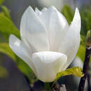 Weiße Tulpenmagnolie - Magnolia soulangeana 'Alba Superba'