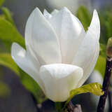 Magnolia soulangeana 'Alba Superba' - Weiße Tulpenmagnolie