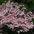 Cornus florida rubra: Bild 8/9