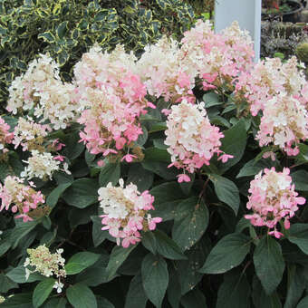 Rispenhortensie - Hydrangea paniculata 'Pinky Winky' - wei