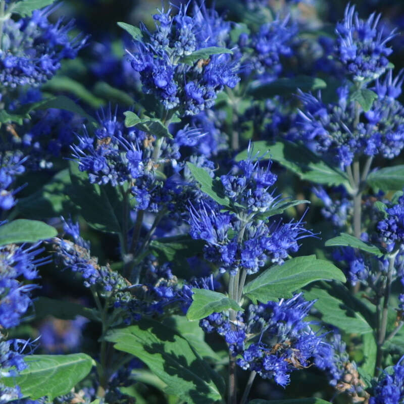 Bartblume - Caryopteris clandonensis 'Grand Bleu' - blau