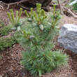 Pinus parviflora 'Schoon's Bonsai': Bild 1/2