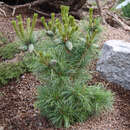 Mädchenkiefer - Pinus parviflora 'Schoon's Bonsai'