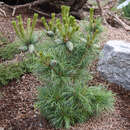 Pinus parviflora 'Schoon's Bonsai' - Mädchenkiefer