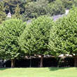 Platanus hispanica Dachform: Bild 8/10